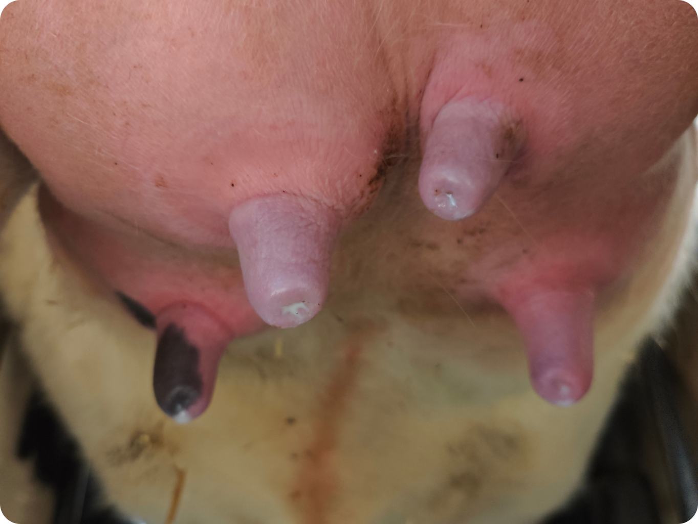 zabarvení struků po dojení